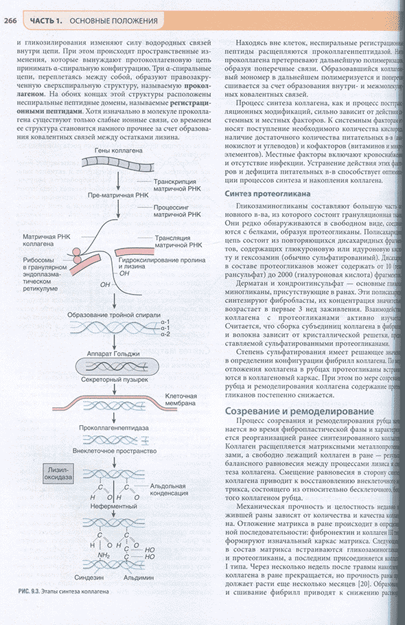 Пример страницы из книги "Хирургия по Шварцу в 3-х томах" - Ф. Ч. Бруникарди Пример страницы из книги "Хирургия по Шварцу в 3-х томах" - Ф. Ч. Бруникарди