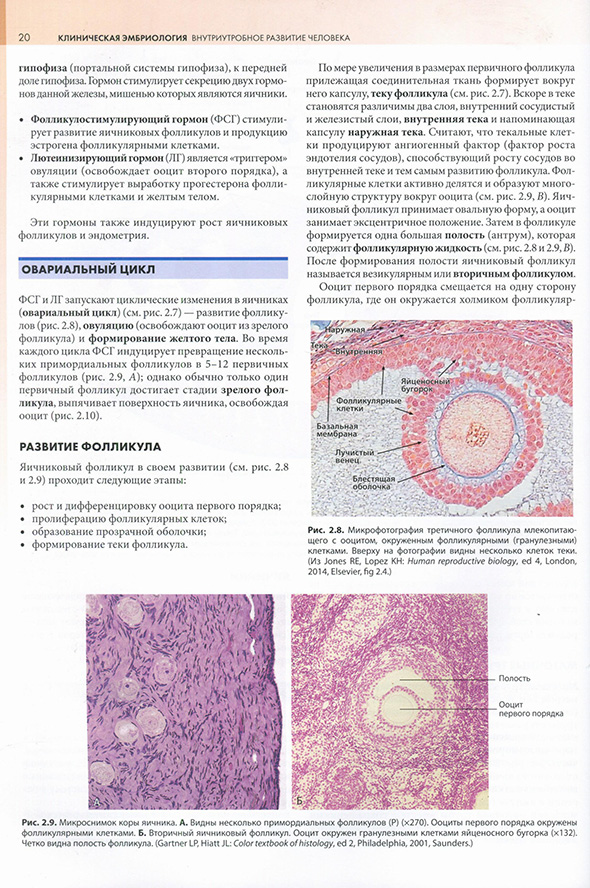 Микрофотография третичного фолликула