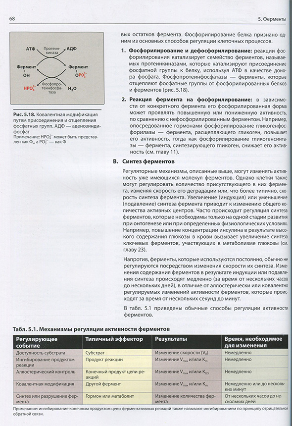 Механизмы регуляции активности ферментов Механизмы регуляции активности ферментов