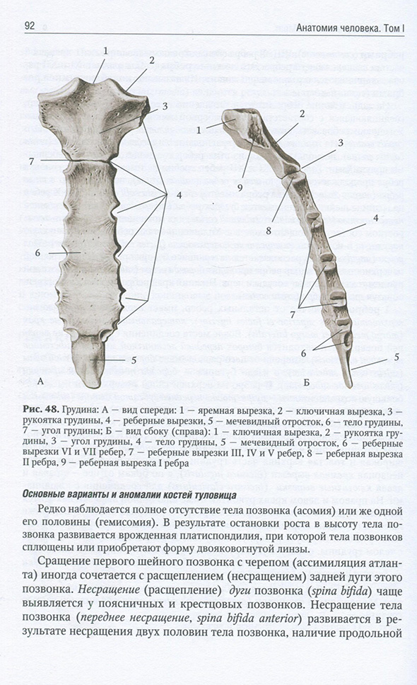 Грудина