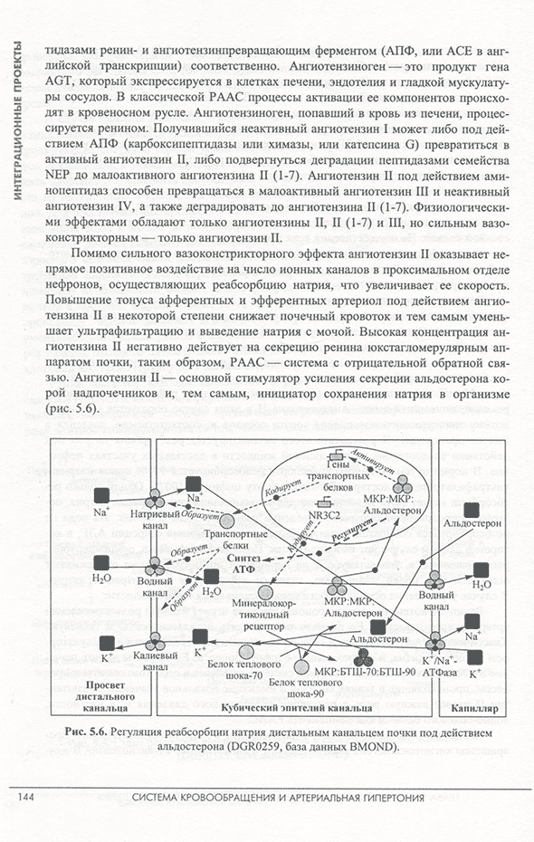 Регуляция реабсорбции натрия дистальным канальцем почки под действием альдостерона (DGRO259, база данных BMOND). Регуляция реабсорбции натрия дистальным канальцем почки под действием альдостерона (DGRO259, база данных BMOND).