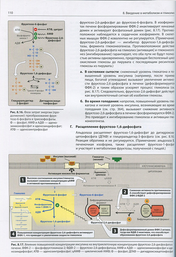Влияние повышенной концентрации гемоглобина Влияние повышенной концентрации гемоглобина
