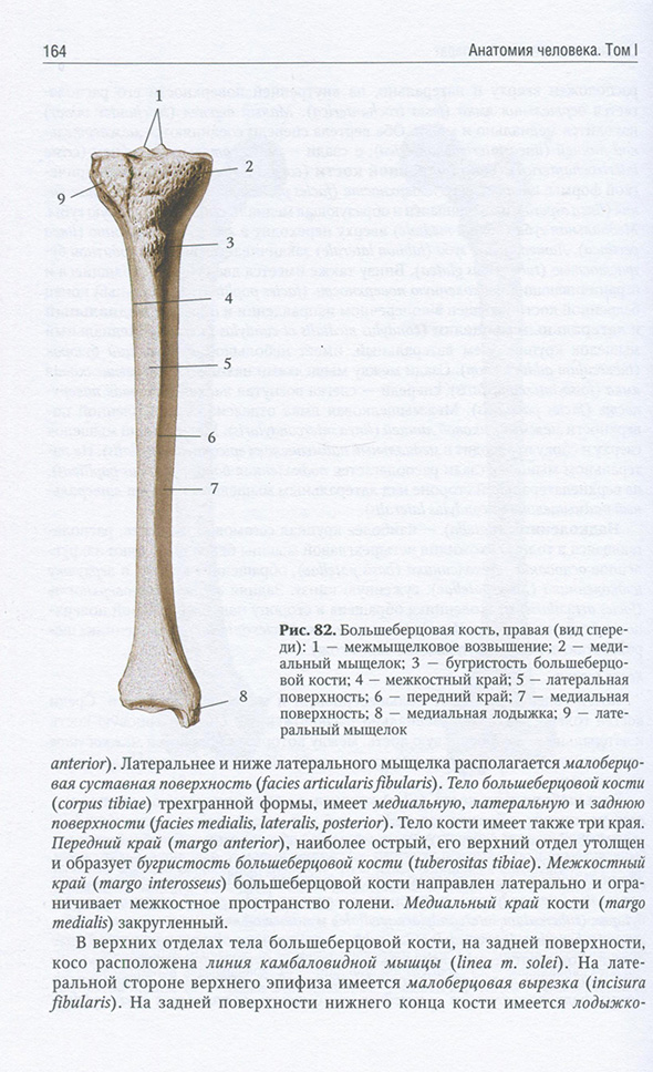 Большеберцовая кость.