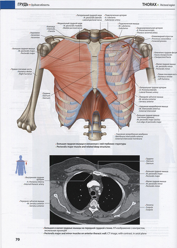 Большая грудная мышца Большая грудная мышца