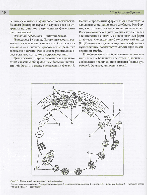 Жизненный цикл дизентерийной амебы Жизненный цикл дизентерийной амебы