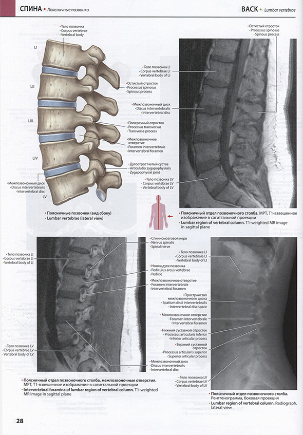 Спина Спина