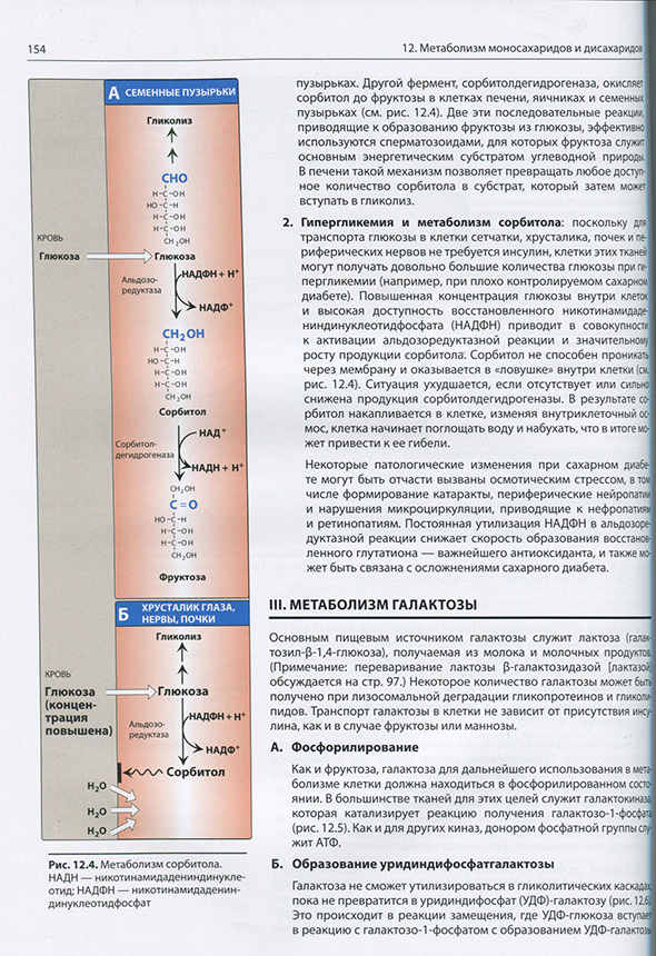 Метаболизм сорбитола. Метаболизм сорбитола.
