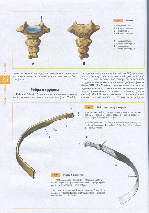 Ребро. Вид снаружи