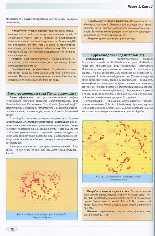 Мазок из чистой культуры S. maltophilia. Окраска по Граму Мазок из чистой культуры S. maltophilia. Окраска по Граму