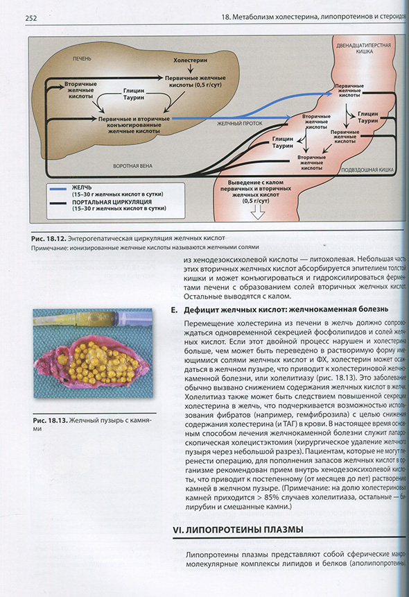 Желчный пузырь Желчный пузырь
