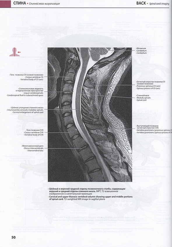 Спина Спина