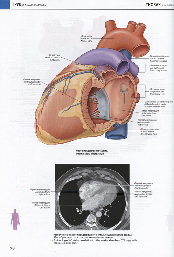 Сердце Сердце
