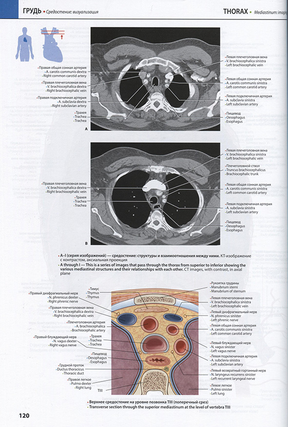Средостение Средостение