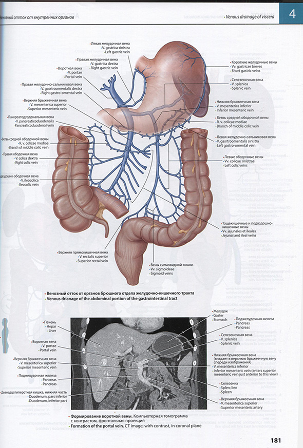Формирование воротной вены Формирование воротной вены