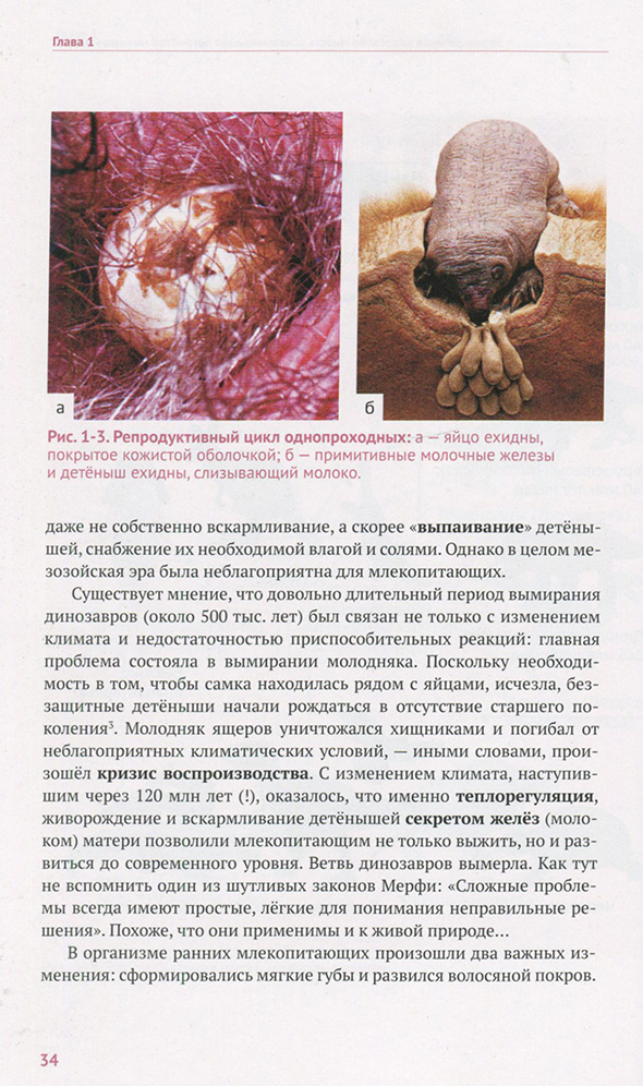 Репродуктивный цикл однопроходных