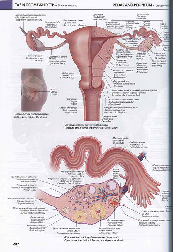 Промежность Промежность