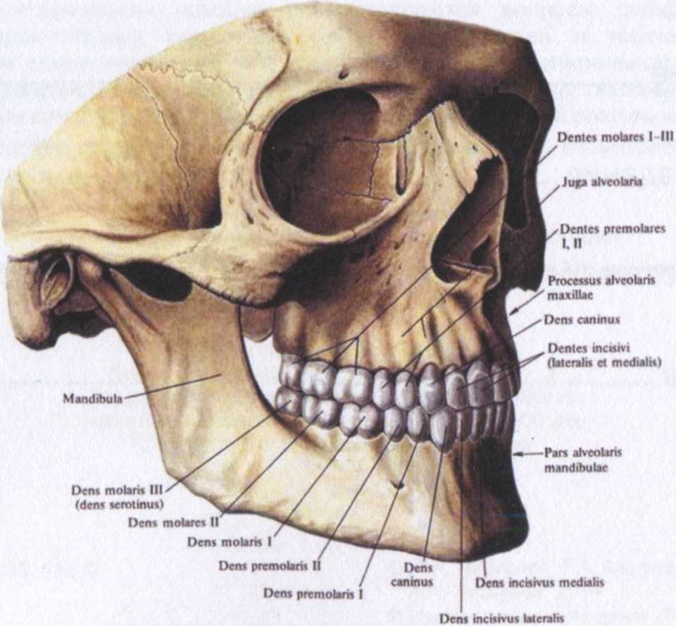 Клыковая ямка. Строение нижней челюсти черепа. Анатомия нижней челюсти человека стоматология. Верхняя челюсть кость черепа анатомия. Зубы верхней челюсти анатомия.