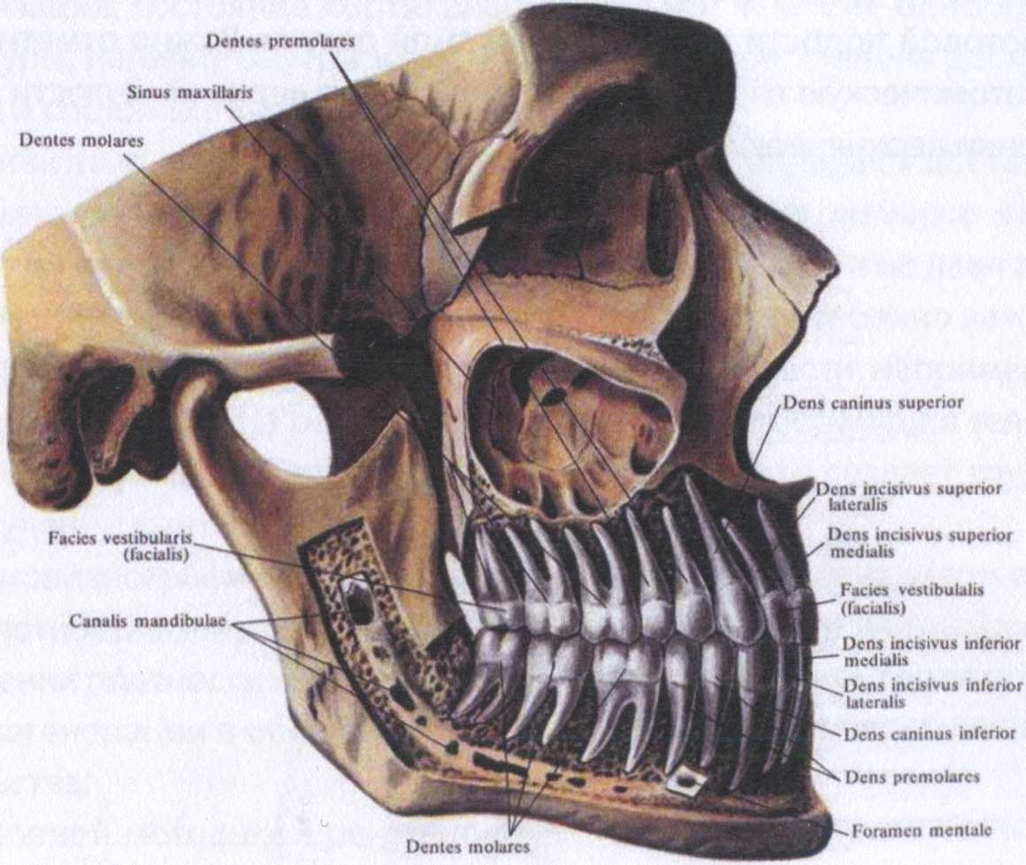 Рисунок 2. Анатомия челюстно-лицевой области, вид изнутри