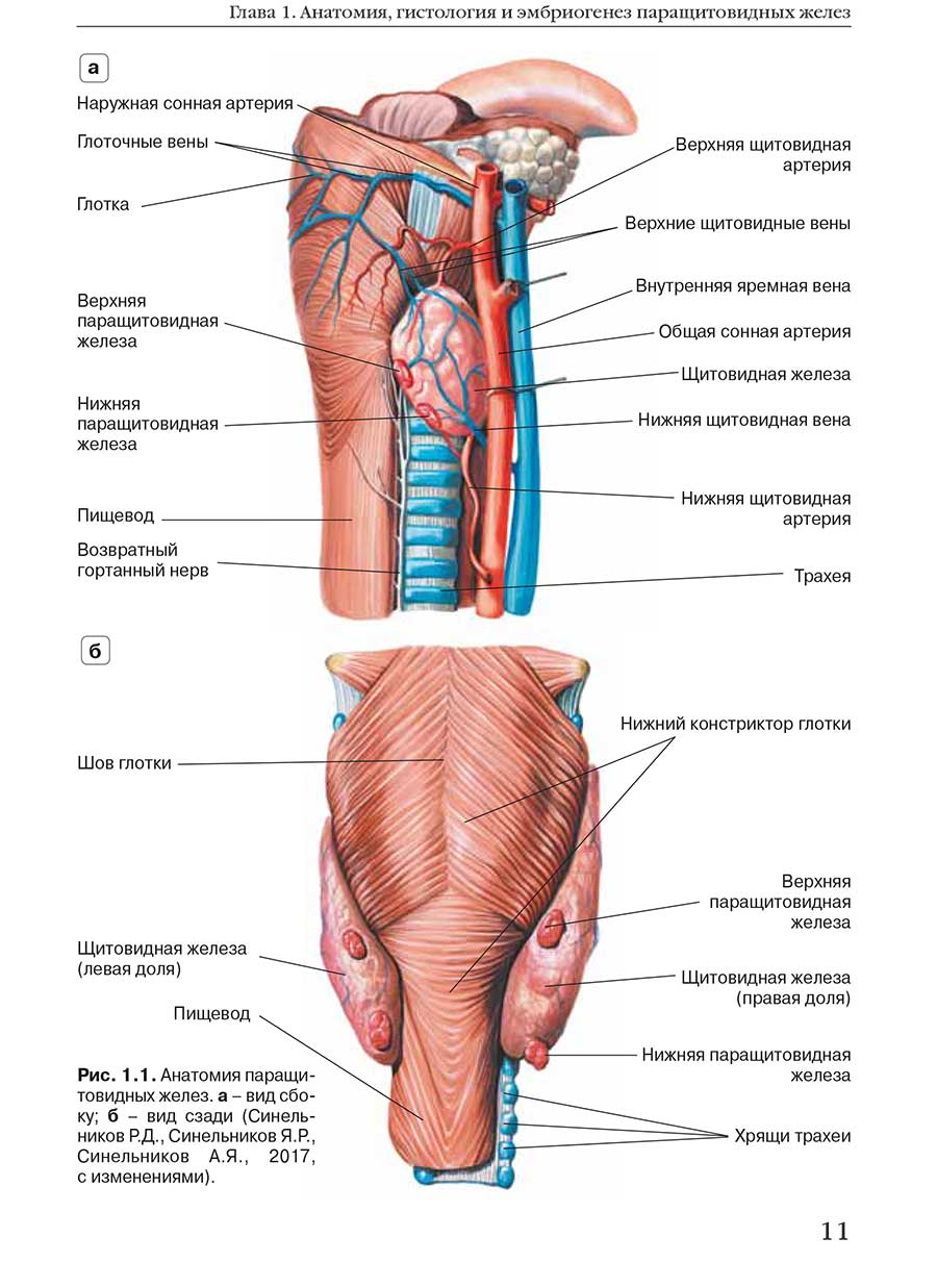 Анатомия паращитовидных желез