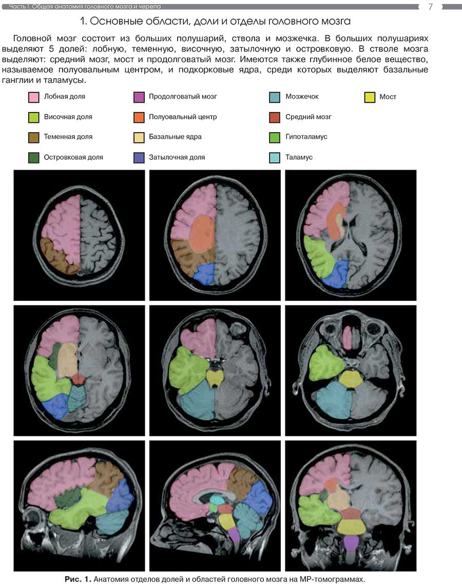 Рис. 1. Анатомия отделов долей и областей головного мозга на МР-томограммах.