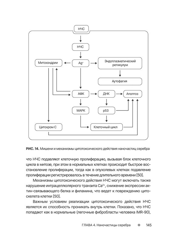 Мишени и механизмы цитотоксического действия наночастиц серебра