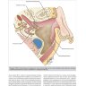 Пример страницы из книги "Общая оториноларингология - хирургия головы и шеи" - Склафани Э.П., Дилески Р. А., Питман М. Дж.