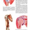 Пример страницы из книги "Ультразвуковая диагностика в травматологии и ортопедии" - Еськин Н. А.