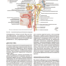 ​Пример страницы из книги "Неврология по Неттеру" Том 3 - Джаяшри Шринивасан, Клаудия ДЖ. Чавес, Брайан ДЖ. Скотт, Хуан Э. Смолл