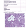 Пример страницы из книги "Ревматические болезни. Гистологический атлас" - С. Г. Раденска-Лоповок