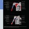 Пример страницы из книги "Лучевая анатомия. Кости, мышцы, связки" - Манастер Б. Дж., Крим Дж.