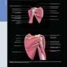 Пример страницы из книги "Лучевая анатомия. Кости, мышцы, связки" - Манастер Б. Дж., Крим Дж.