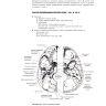 Пример страницы из книги "Хирургическая анатомия головы и шеи" - Парвиз Янфаза