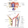 Пример страницы из книги "Хирургическая анатомия головы и шеи" - Парвиз Янфаза