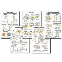 Анатомические плакаты комплект из 5 шт. (кости и их соединения) по Сапину (покрытие глянцевое). Комплект 1