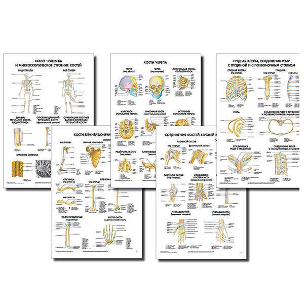 Анатомические плакаты комплект из 5 шт. (кости и их соединения) по Сапину (покрытие глянцевое). Комплект 1