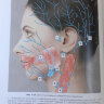 Пример страницы из книги "Косметологическая анатомия лица. 2-е изд., переработанное и дополненное" - Воробьев А. А.