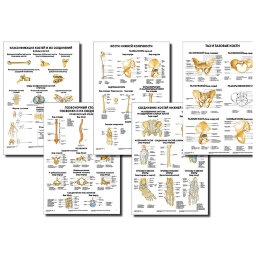 Анатомические плакаты комплект из 5 шт. (строение костей и их соединений как в целом, так и применительно к позвоночнику и нижним конечностям) по Сапину (покрытие глянцевое). Комплект 2 Анатомические плакаты комплект из 5 шт. (строение костей и их соединений как в целом, так и применительно к позвоночнику и нижним конечностям) по Сапину (покрытие глянцевое). Комплект 2