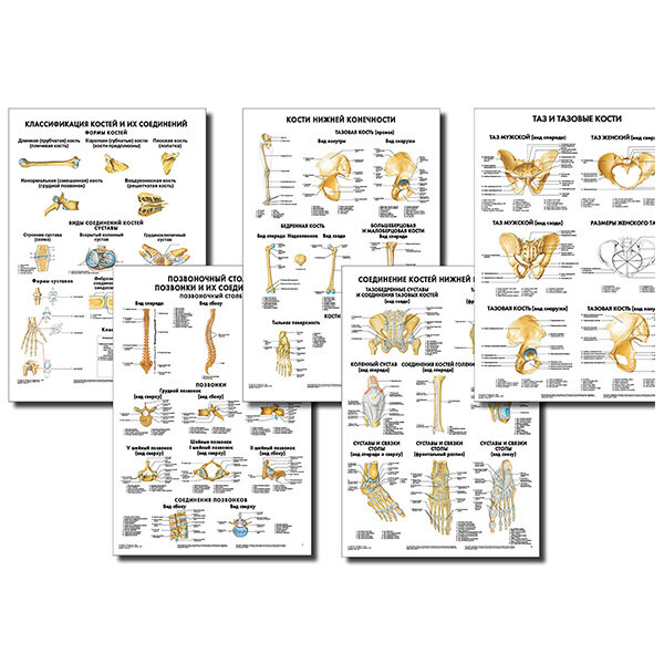 Анатомические плакаты комплект из 5 шт. (строение костей и их соединений как в целом, так и применительно к позвоночнику и нижним конечностям) по Сапину (покрытие глянцевое). Комплект 2