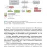 Пример страницы из книги "Учебник по гематологии. 2-е издание, дополненное и переработанное" -  Стуклов Н. И., Кислый Н. Д.