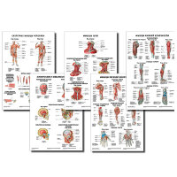 Анатомические плакаты комплект из 5 шт. (строение мышц и их вспомогательного аппарата в целом, так и анатомия мышц головы, шеи, верхних и нижних конечностей) по Сапину (покрытие глянцевое). Комплект 3