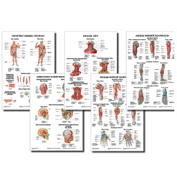 Анатомические плакаты комплект из 5 шт. (строение мышц и их вспомогательного аппарата в целом, так и анатомия мышц головы, шеи, верхних и нижних конечностей) по Сапину (покрытие глянцевое). Комплект 3 Анатомические плакаты комплект из 5 шт. (строение мышц и их вспомогательного аппарата в целом, так и анатомия мышц головы, шеи, верхних и нижних конечностей) по Сапину (покрытие глянцевое). Комплект 3