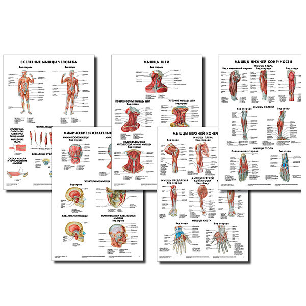 Анатомические плакаты комплект из 5 шт. (строение мышц и их вспомогательного аппарата в целом, так и анатомия мышц головы, шеи, верхних и нижних конечностей) по Сапину (покрытие глянцевое). Комплект 3