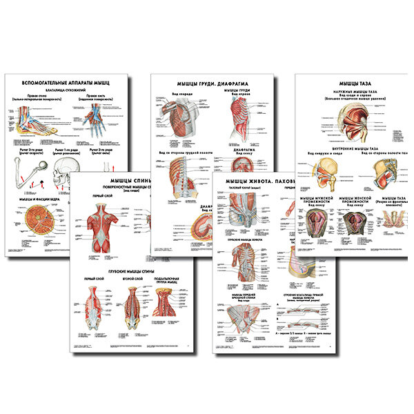 Анатомические плакаты комплект из 5 шт. (сухожильные влагалища, фасции), а также мышцам туловища (мышцам груди, спины, живота, таза, диафрагме) по Сапину (покрытие глянцевое). Комплект 4