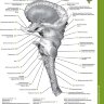 Пример страницы из книги "Атлас анатомии головного мозга" - Вулси Т. А. , Ханауэй Дж., Гадо М. Х.
