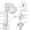 Пример страницы из книги "Неврология. Атлас-раскраска с рисунками Неттера" -  Фелтен, Д. Л., Майда, М. С.