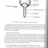 Пример страницы из книги "Травма. Остеопатический подход" - Жан-Пьер Барраль