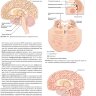 Пример страницы из книги "Клиническая нейроанатомия и неврология по Фицджеральду" - Мтуи Э. , Грюнер Г., Докери П.