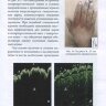 Пример страницы из книги "Высокочастотное ультразвуковое исследование кожи в практике дерматовенеролога"