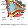 Пример страницы из книги "Клиническая анатомия органа зрения человека" - Сомов Е. Е.