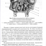 Пример страницы из книги "Функциональная анатомия околоносовых пазух" - И. В. Гайворонский, О. М. Фандеева, Г. И. Ничипорук
